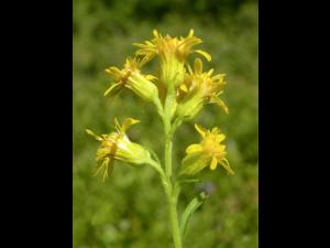Verge d'or pubérulente(Solidago puberula)_2