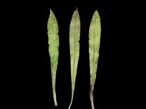 Verge d'or pubérulente(Solidago puberula)_3