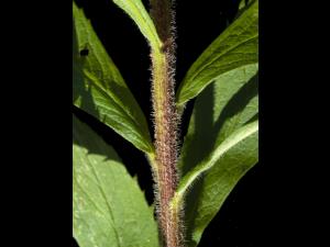 Verge d'or rugueuse(Solidago rugosa)_2