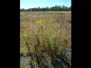 Verge d'or rugueuse(Solidago rugosa)_3