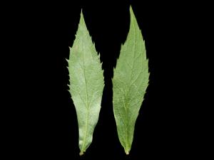 Verge d'or rugueuse(Solidago rugosa)_4