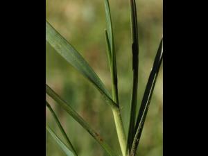 Danthonie épi(Danthonia spicata)_4