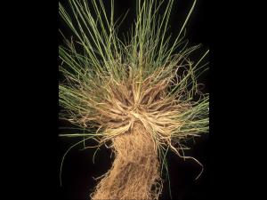 Danthonie épi(Danthonia spicata)_9