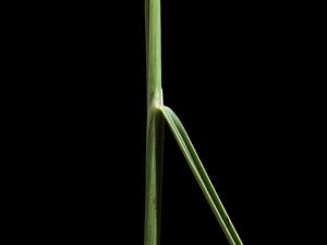 Oryzopsis piquant (Piptatheropsis pungens)_5