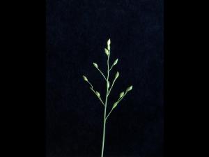 Panic appauvri (Dichanthelium depauperatum)_2