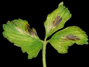 Fraise - terbacil (5)_10