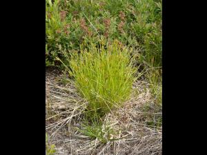 Carex fourrager(Carex foenea)_1