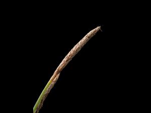 Carex Houghton(Carex houghtoniana)_4