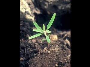 Chénopode feuilles figuier(Chenopodium ficifolium)_6