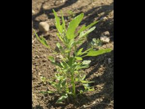 Chénopode feuilles figuier(Chenopodium ficifolium)_8