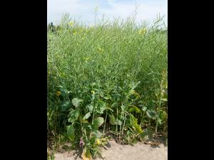 Canola(Brassica napus)_3