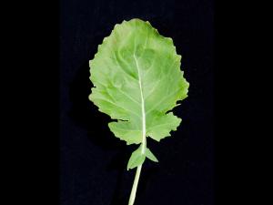 Canola(Brassica napus)_7