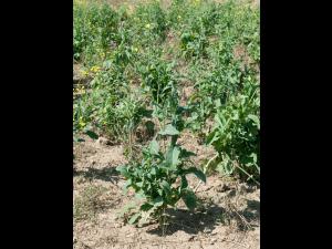 Canola(Brassica napus)_11