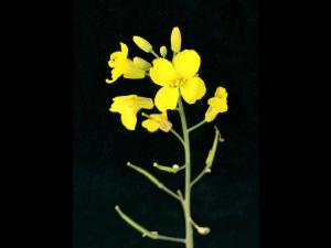 Canola(Brassica napus)_12