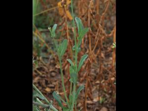Canola(Brassica napus)_18