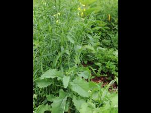 Canola(Brassica napus)_19