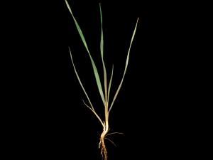 Orge queue-écureuil (Hordeum jubatum)_2