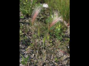 Orge queue-écureuil (Hordeum jubatum)_11