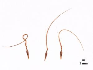 Érodium cicutaire (Erodium cicutarium)_16