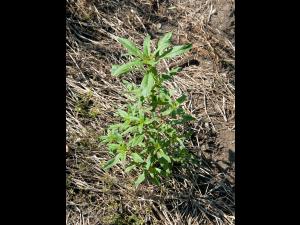 Amarante tuberculée(Amaranthus tuberculatus)_1