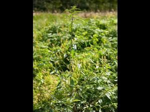Amarante tuberculée(Amaranthus tuberculatus)_12