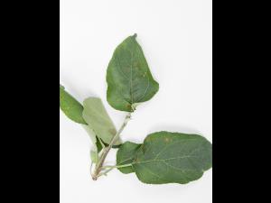 Pomme - sulfentrazone (14)_1