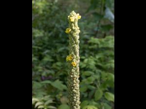 Grande molène (Verbascum thapsus)_9
