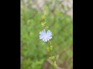 Chicorée sauvage(Cichorium intybus)_1