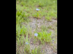 Chicorée sauvage(Cichorium intybus)_2