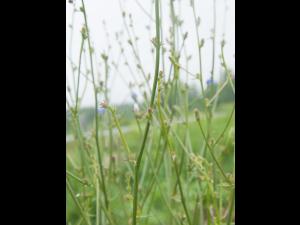 Chicorée sauvage(Cichorium intybus)_7