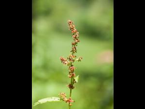 Patiente feuilles obtuses (Rumex obtusifolius)_1