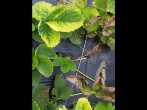 Fraise - métribuzine (5)_2