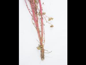 Kochia balais (Bassia scoparia)_5