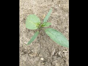 Stramoine commune(Datura stramonium)_4