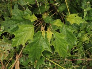 Stramoine commune(Datura stramonium)_20