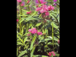 Asclépiade incarnate(Asclepias incarnata)_4