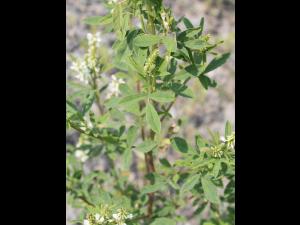 Mélilot blanc (Melilotus albus)_2