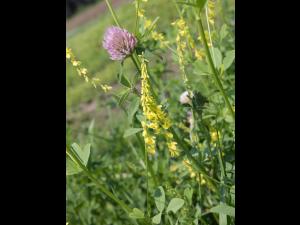 Mélilot jaune (Melilotus officinalis)_2