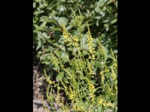 Mélilot jaune (Melilotus officinalis)_5