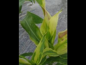 Maïs sucré - topramezone (27)_5