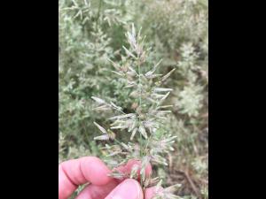 Éragrostide fétide (Eragrostis cilianensis)_5