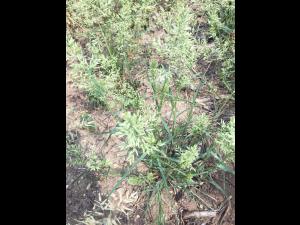 Éragrostide fétide (Eragrostis cilianensis)_6