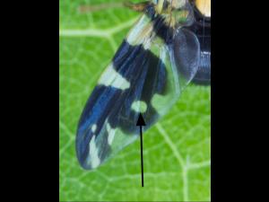 Trypète noire des cerises (Rhagoletis fausta)_6