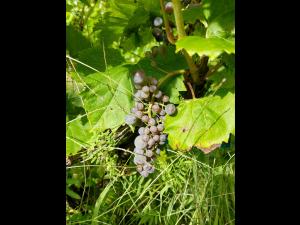 Vigne (raisin) - Virus de la tache annulaire de la tomate (ToRSV)_1