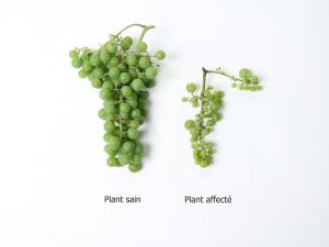 Vigne (raisin) - Virus de la tache annulaire de la tomate (ToRSV)_3
