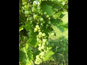 Vigne (raisin) - Virus de la tache annulaire de la tomate (ToRSV)_6