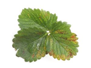 Fraise - Tache angulaire (Xanthomonas fragariae)