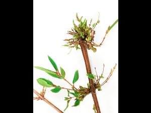 Camerise - glyphosate (9)_2