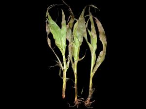 Maïs sucré - bromoxynil (ester) (6)_1