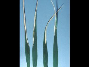 Avoine - métribuzine (5) _1